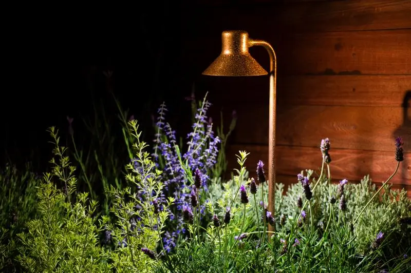 plants that love light